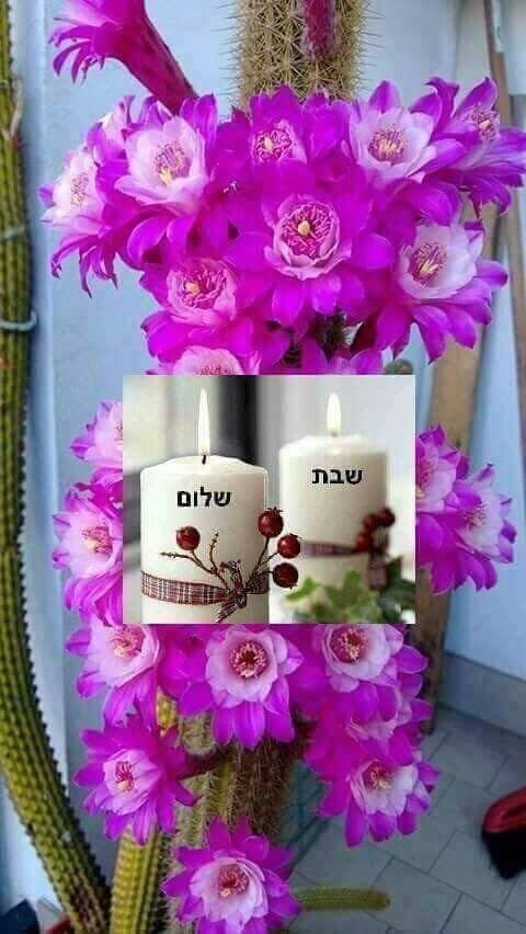 שיבס בייגל מאפים כרמיאל