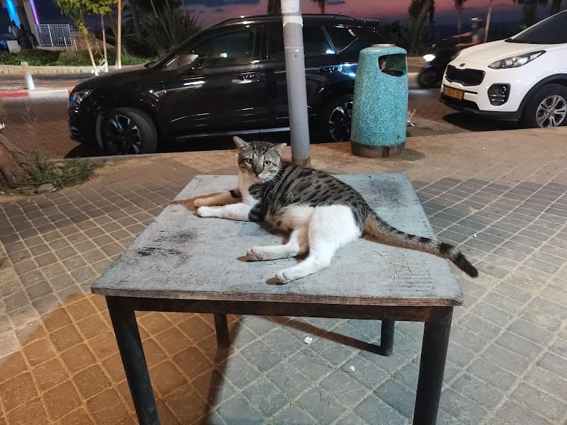 בוארון נתניה