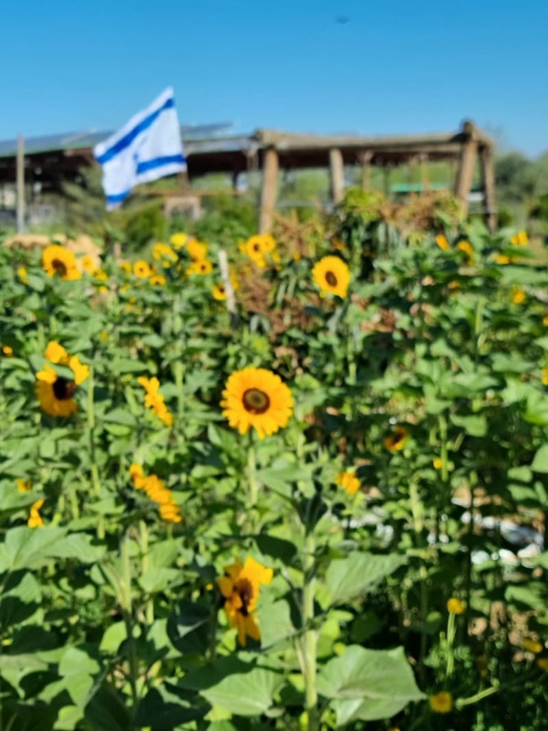 עגלול - משק לוי - תמונה 2